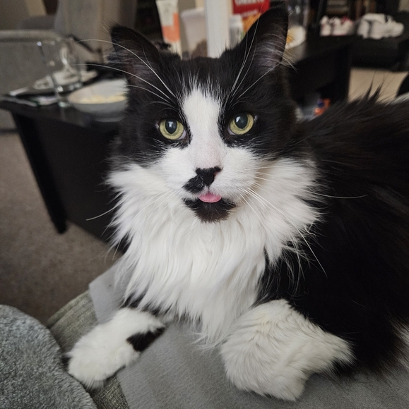 Meet your Posher, Lisa - Picture 1 of 2